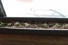 chili_4