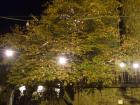 DSCF3575